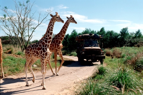 Animal kingdom - Planettour