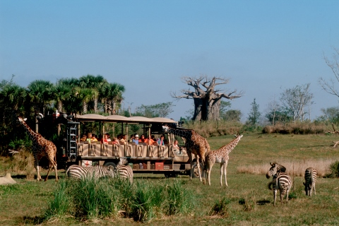 Animal kingdom - Planettour